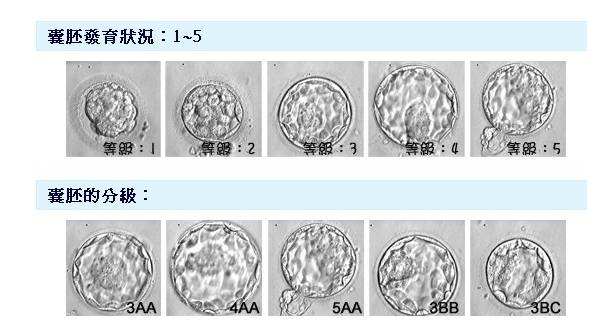武汉供卵试管成功率_细说下囊胚4CC移植成功率、以及质量如何。