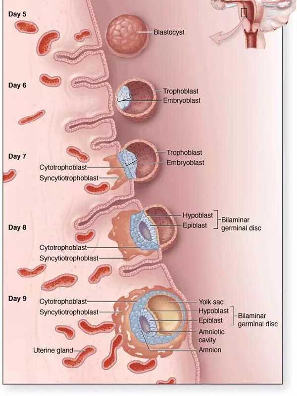 胚胎着床过程整个是什么样的？